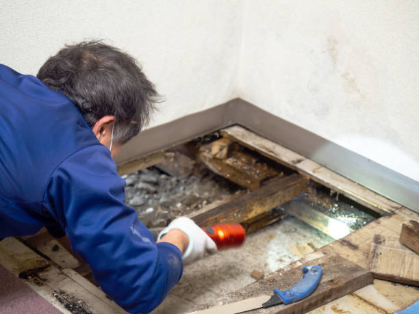 Mold Removal and Inspection in El Paso, IL