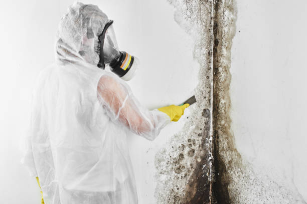 Best Fast Mold Removal  in El Paso, IL