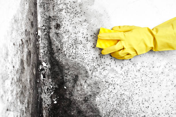 Best Toxic Mold Removal  in El Paso, IL