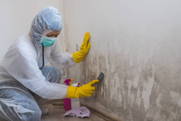 Best Commercial Mold Removal  in El Paso, IL