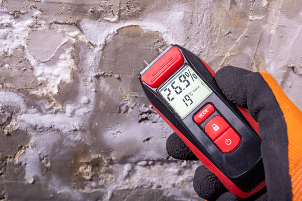 Best Black Mold Removal  in El Paso, IL