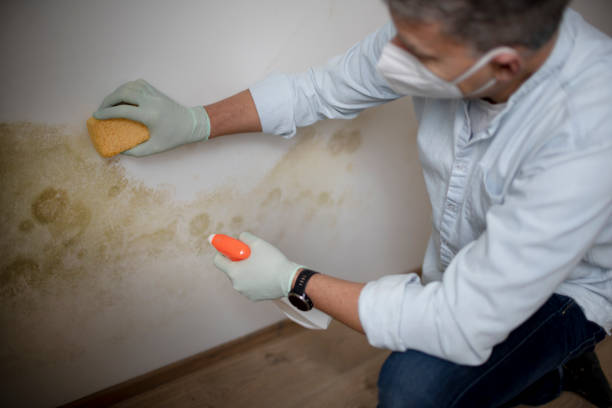 Best Emergency Mold Removal  in El Paso, IL