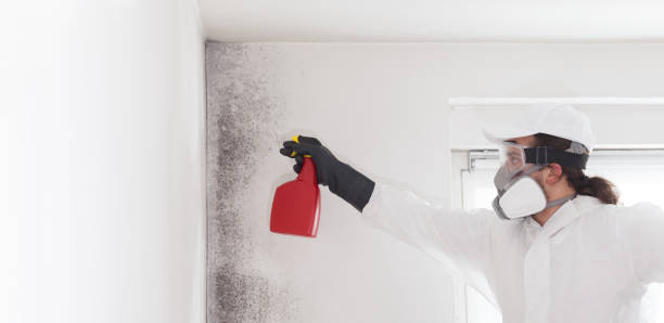 Best Same-Day Mold Removal  in El Paso, IL