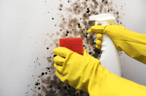 Best Mold Damage Repair  in El Paso, IL