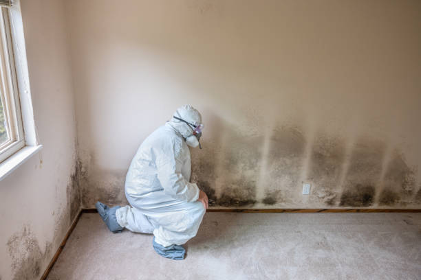 Best Local Mold Removal Service  in El Paso, IL
