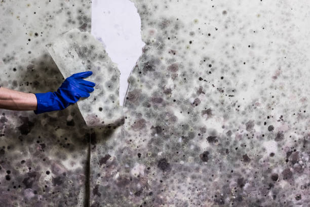 Best Attic Mold Removal  in El Paso, IL